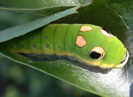 Spicebush Swallowtail